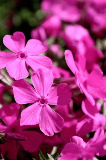 Флокс шилоподібний Друмонд Пінк|Phlox subulata `Drummond Pink`|Флокс шилоподібний Друмонд Пінк